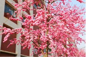 樱花大道