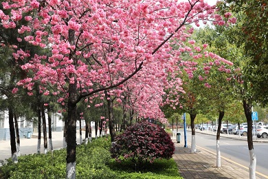 校园风景