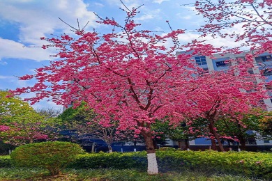 校园风景
