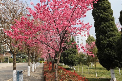 校园风景