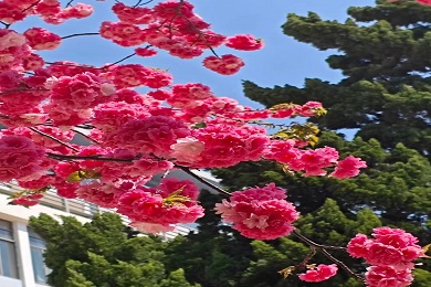 校园风景